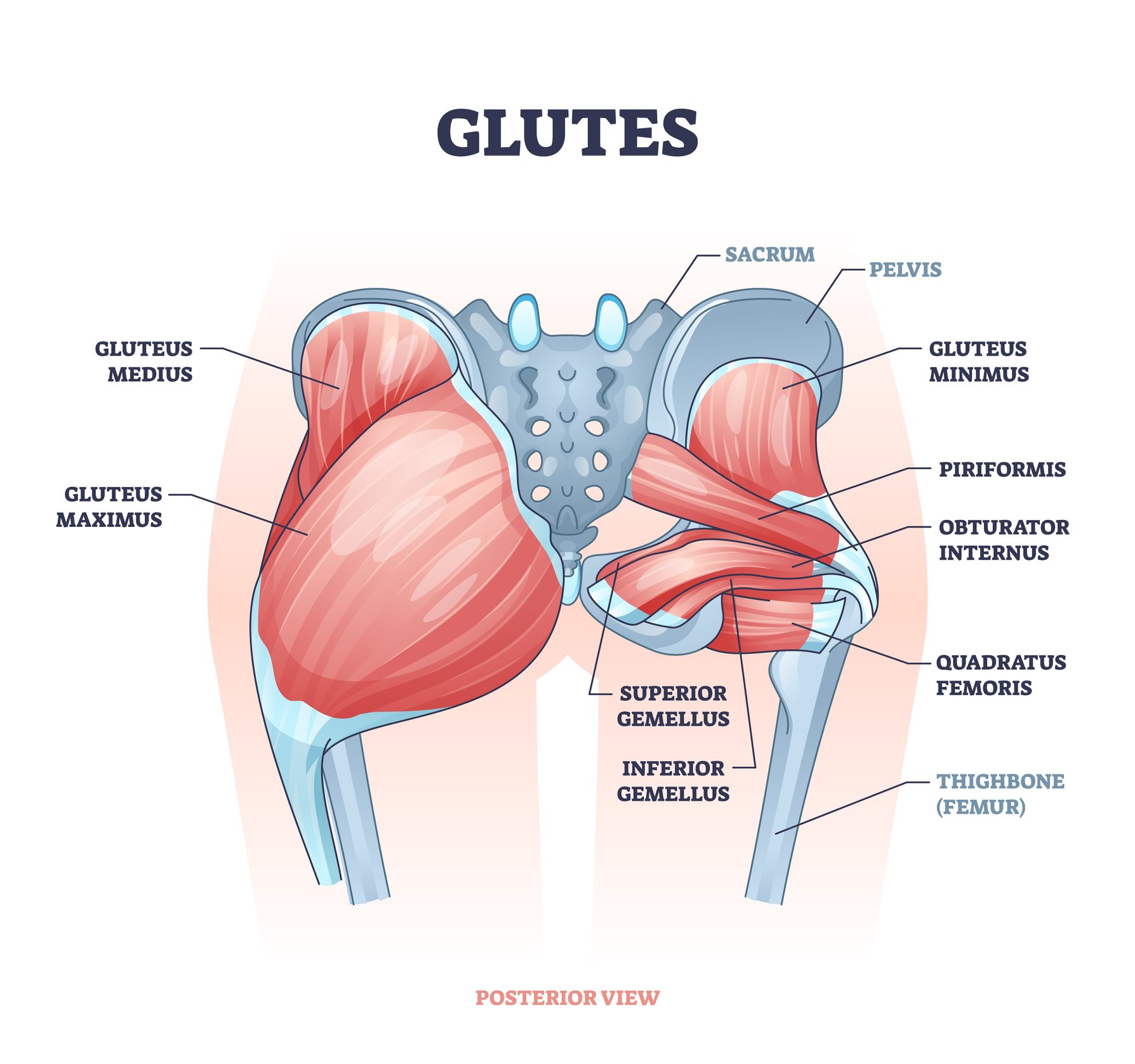 Gluteal Group - Learn Muscles